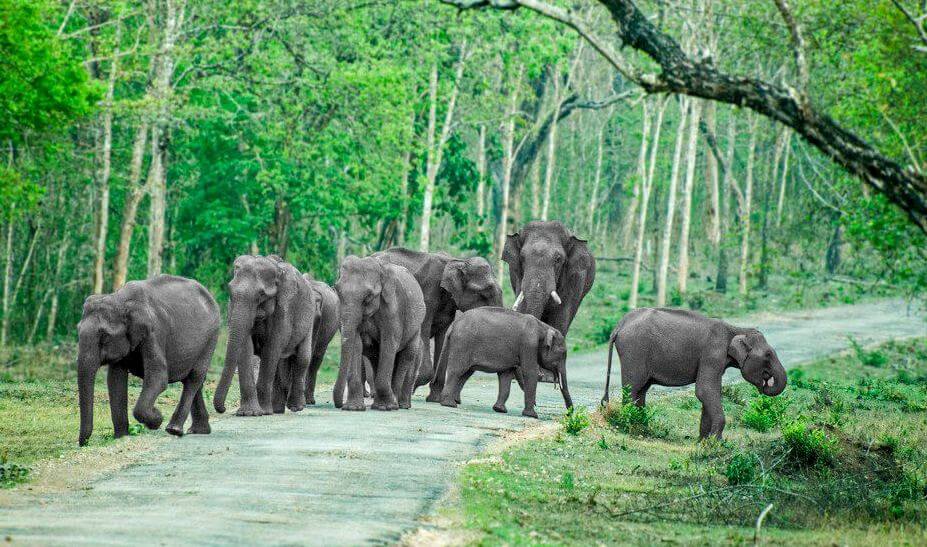 South India Wildlife Tour