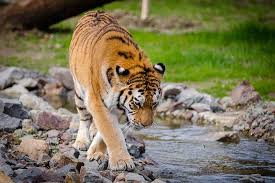 Kumaon with Corbett Wildlife Tour